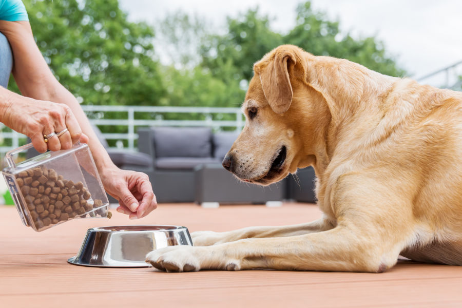 best dry food for dogs
