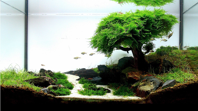 aquarium plants